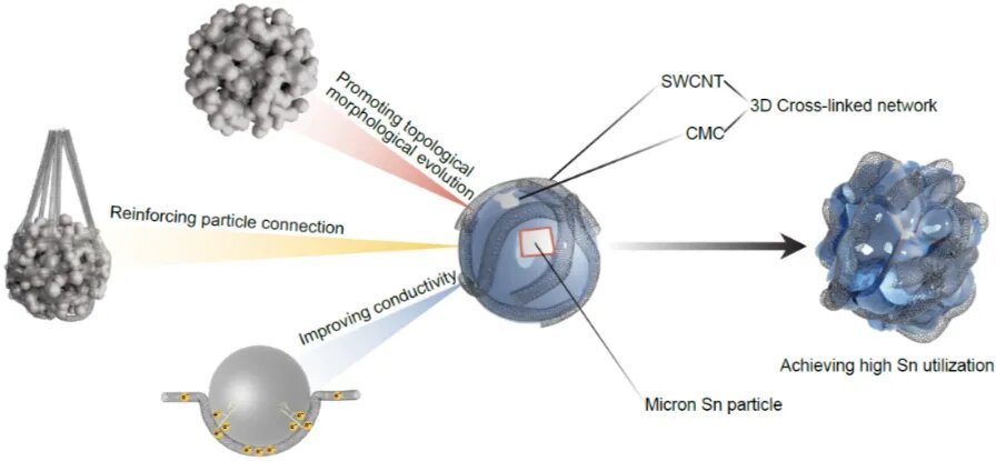 图1 | 具有交联网络的SWCNT掺杂微米锡负极示意图。